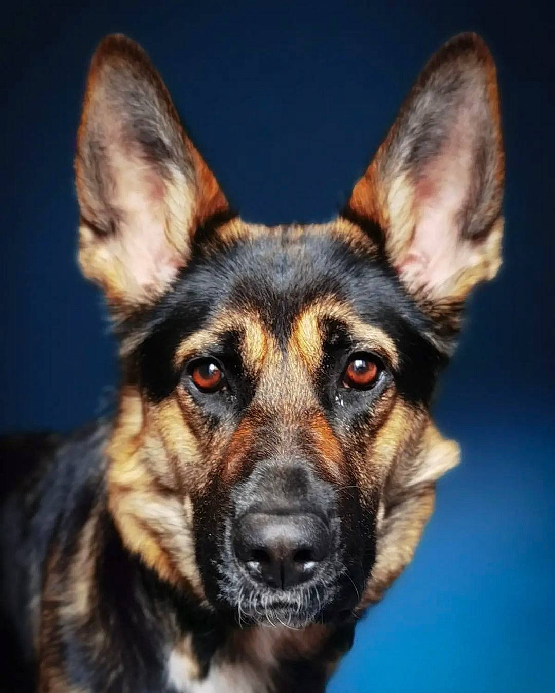 Shyva a rejoint le concours — aidez-le/la à gagner de superbes lots ! canidae, carnivore, close_up, collar, companion_dog, dog, dog_breed, event, eye, fawn, fur, guard_dog, herding_dog, jaw, snout, sporting_group, terrestrial_animal, whiskers, working_animal, working_dog