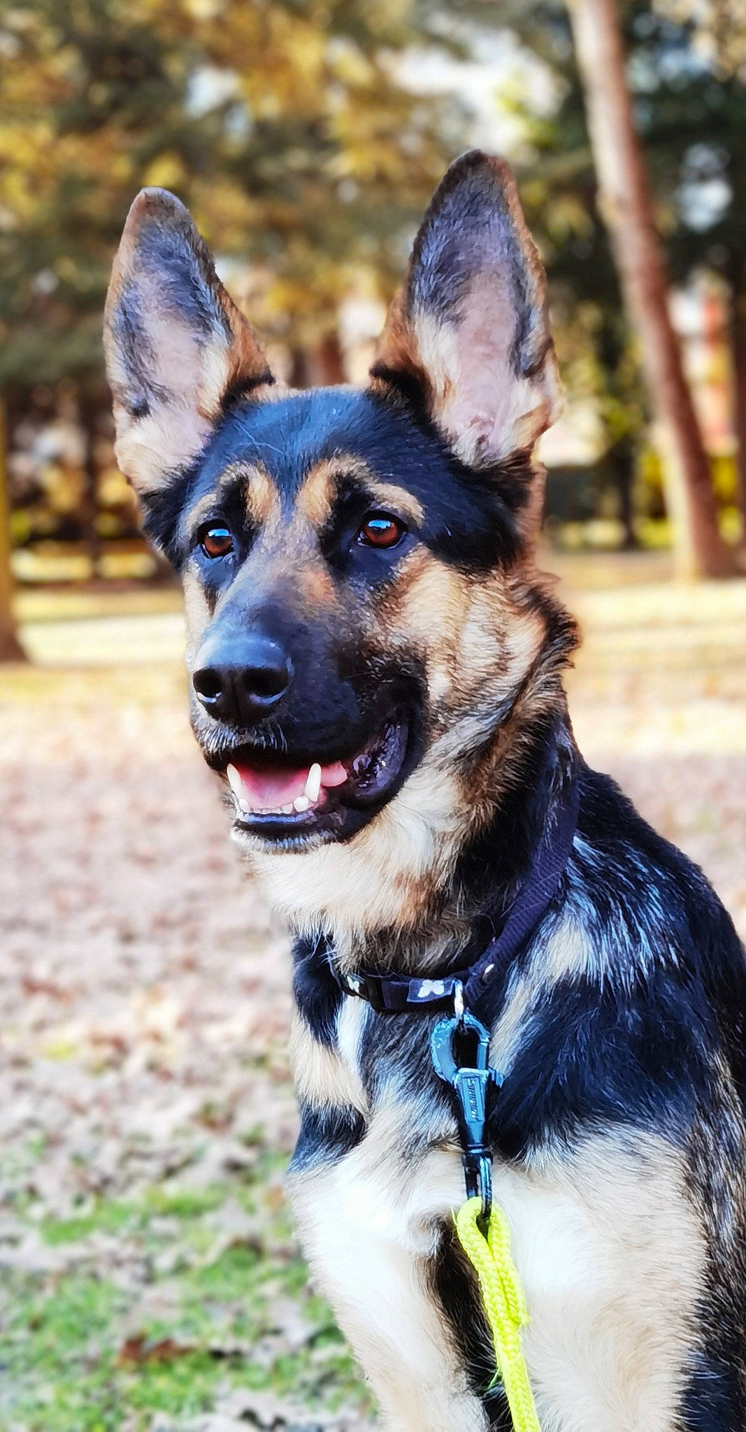 Shyva a rejoint le concours — aidez-le/la à gagner de superbes lots ! canidae, carnivore, collar, companion_dog, dog, dog_breed, dog_collar, dog_supply, electric_blue, fawn, fur, german_shepherd_dog, herding_dog, leash, plant, snout, sporting_group, tree, whiskers, working_animal