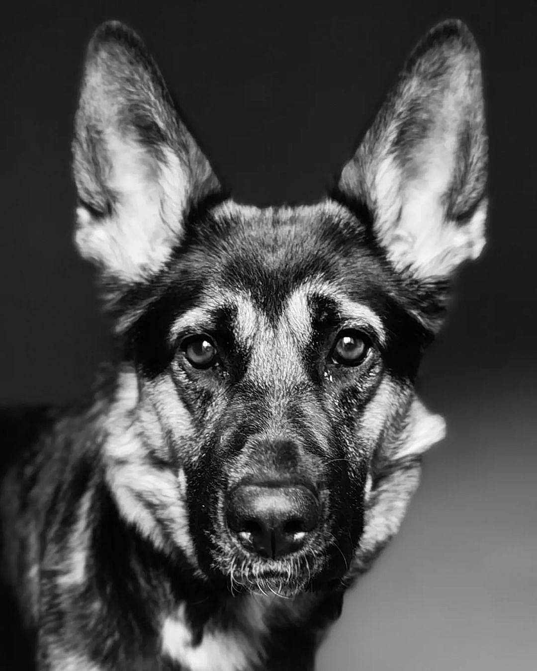 Shyva a rejoint le concours — aidez-le/la à gagner de superbes lots ! canidae, carnivore, close_up, companion_dog, dog, dog_breed, ear, event, eye, fawn, fur, german_shepherd_dog, guard_dog, monochrome, monochrome_photography, snout, sporting_group, whiskers, working_animal, working_dog