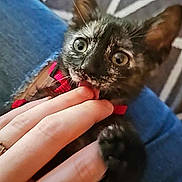 Anakine participe au concours pour gagner de l'argent avec cette photo : animal, cat, claws, closeup, collar, curious, cute, denim, fabric, fingers, floral, hand, indoor, kitten, lap, pet, playing, tortoiseshell, whiskers, young