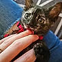 animal, cat, claws, closeup, collar, curious, cute, denim, fabric, fingers, floral, hand, indoor, kitten, lap, pet, playing, tortoiseshell, whiskers, young