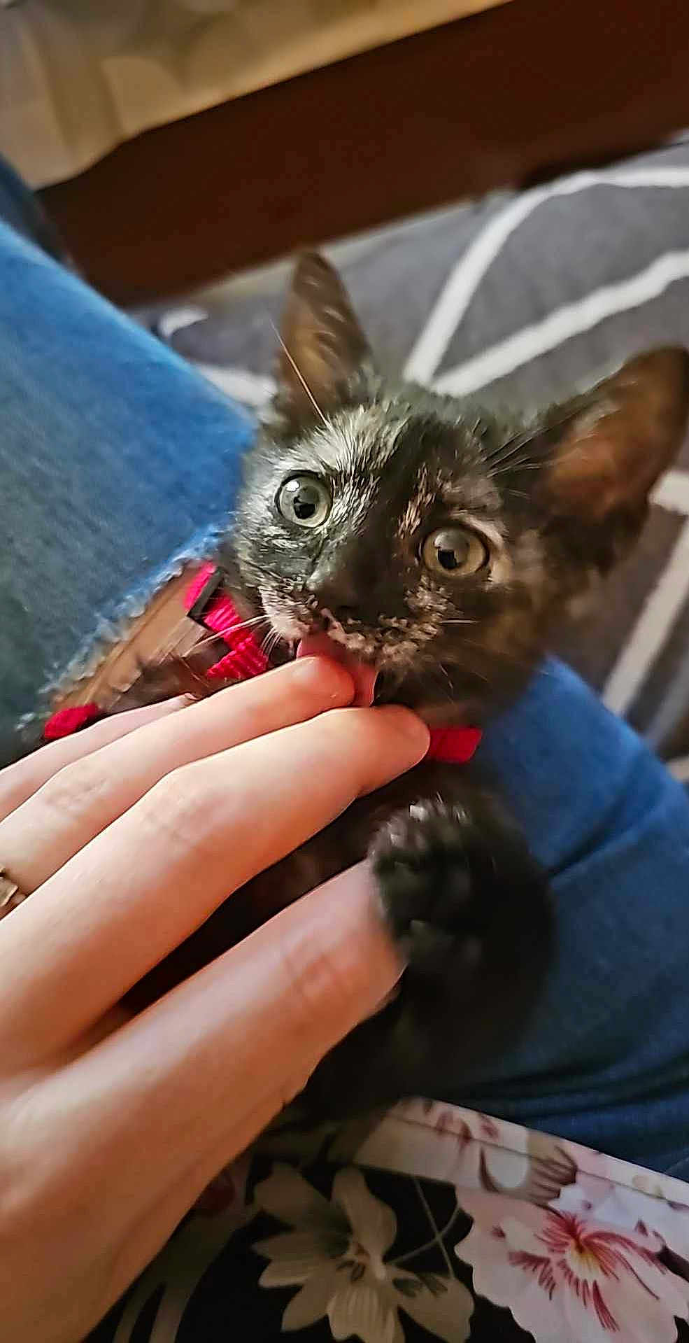 Anakine