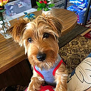 Bam Bam joined the competition — help win amazing prizes! animal, brown_fur, canine, carpet, closeup, cozy, cute, dog, flowers, furniture, home, indoor, legs, living_room, patterned_pants, person, pet_clothing, small_dog, table, vase