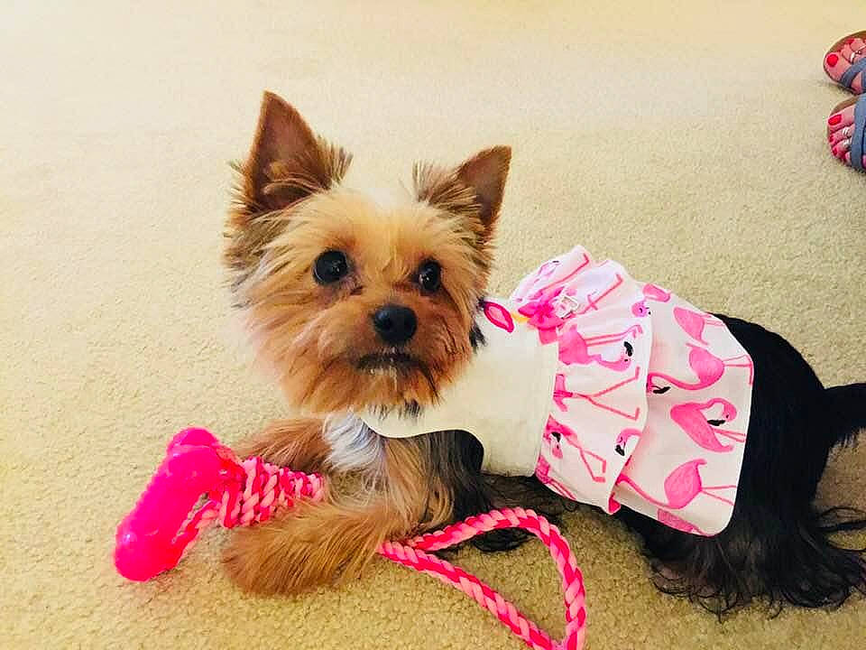 Miss Precious is registered to the contest to win money with this photo: australian_silky_terrier, biewer_terrier, cairn_terrier, canidae, carnivore, companion_dog, dog, dog_breed, dog_clothes, dog_supply, dog_toy, mammal, morkie, pink, puppy, rare_breed_dog, small_terrier, terrier, toy_dog, yorkshire_terrier