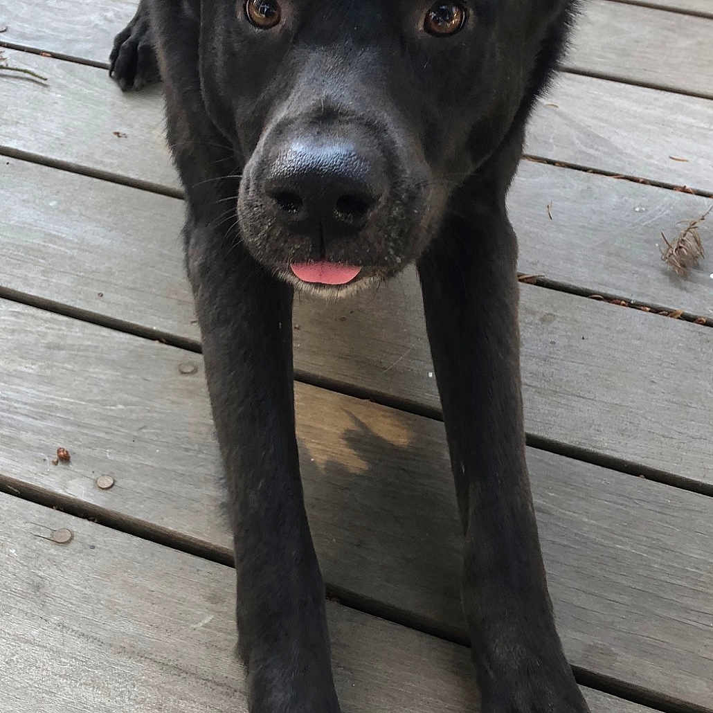 Stacey is registered to the contest to win money with this photo: carnivoran, dog, dog_breed, dog_breed_group, dog_like_mammal, fur, rare_breed_dog, snout, street_dog, whiskers