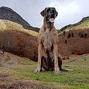 Reine D'Or a rejoint le concours — aidez-le/la à gagner de superbes lots ! dog, great_dane, mountain, grass, nature, outdoor, landscape, trees, autumn, hiking, animal, pet, canine, sky, cloudy, trail, large_dog, sitting, tongue_out, scenic