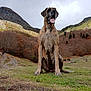 dog, great_dane, mountain, grass, nature, outdoor, landscape, trees, autumn, hiking, animal, pet, canine, sky, cloudy, trail, large_dog, sitting, tongue_out, scenic
