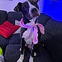dog, black_and_white, bandana, pink, couch, indoor, pet, canine, fur, ears, paws, seated, curious, living_room, pillows, decor, furniture, animal, companion, portrait