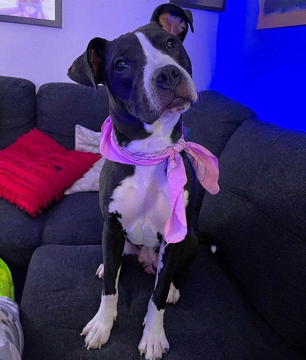 Stella