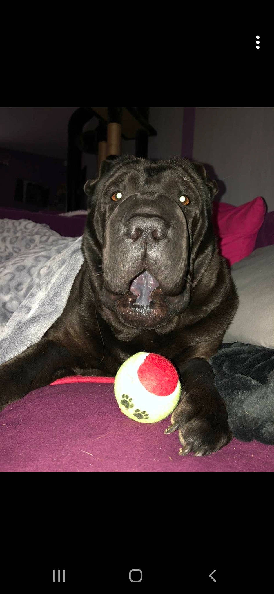 Gallia participe au concours pour gagner de l'argent avec cette photo : ball, canidae, carnivore, collar, companion_dog, dog, dog_breed, dog_collar, fawn, liver, molosser, snout, sporting_group, sports_toy, tennis_ball, terrestrial_animal, toy, whiskers, working_dog, wrinkle