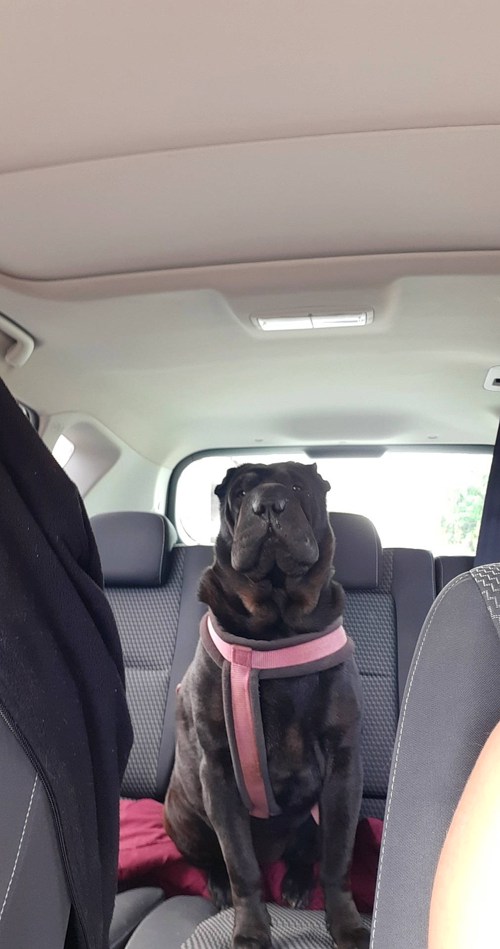 Gallia a rejoint le concours — aidez-le/la à gagner de superbes lots ! auto_part, automotive_design, automotive_exterior, automotive_mirror, car, car_seat, car_seat_cover, carnivore, companion_dog, dog, dog_breed, family_car, head_restraint, luxury_vehicle, motor_vehicle, personal_luxury_car, pug, tints_and_shades, vehicle, vehicle_door