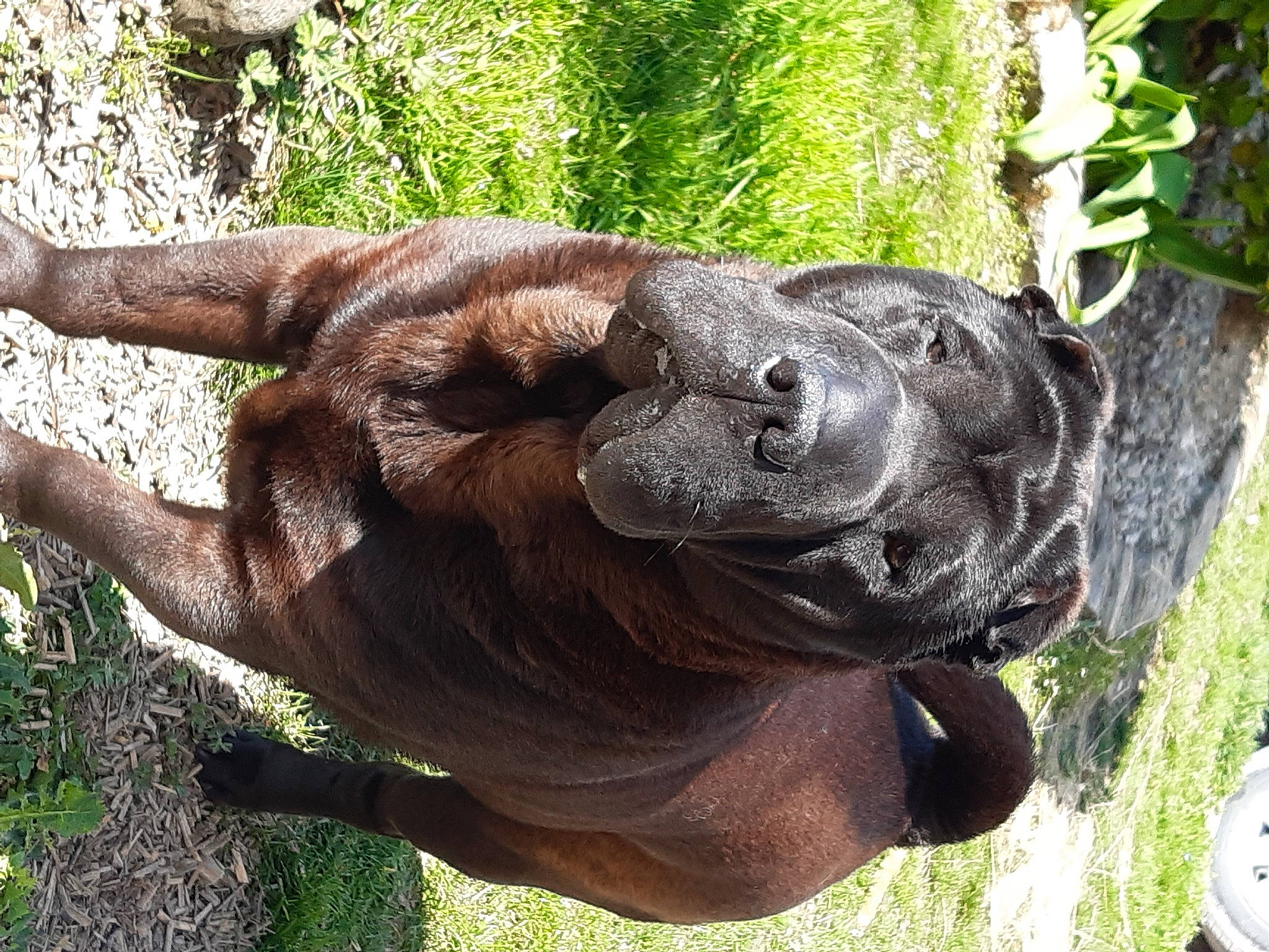 Gallia a rejoint le concours — aidez-le/la à gagner de superbes lots ! carnivore, companion_dog, dog, dog_breed, fawn, gesture, grass, guard_dog, liver, plant, sculpture, snout, sporting_group, tail, terrestrial_animal, tree, trunk, wood, working_animal, wrinkle