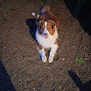 Vodka a rejoint le concours — aidez-le/la à gagner de superbes lots ! dog, brown, white, lying, gravel, ground, outdoor, night, shadow, happy, tongue, pet, animal, fur, canine, looking_up, nature, plant, playful, companion