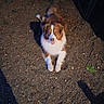 dog, brown, white, lying, gravel, ground, outdoor, night, shadow, happy, tongue, pet, animal, fur, canine, looking_up, nature, plant, playful, companion
