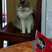 Stella joined the competition — help win amazing prizes! cat, fluffy_cat, chair, wooden_table, dog_treats, bag, indoor, pet, furniture, household, kitchen, brown, white, gray, sitting, domestic_animal, food_package, background, pet_accessory, calm