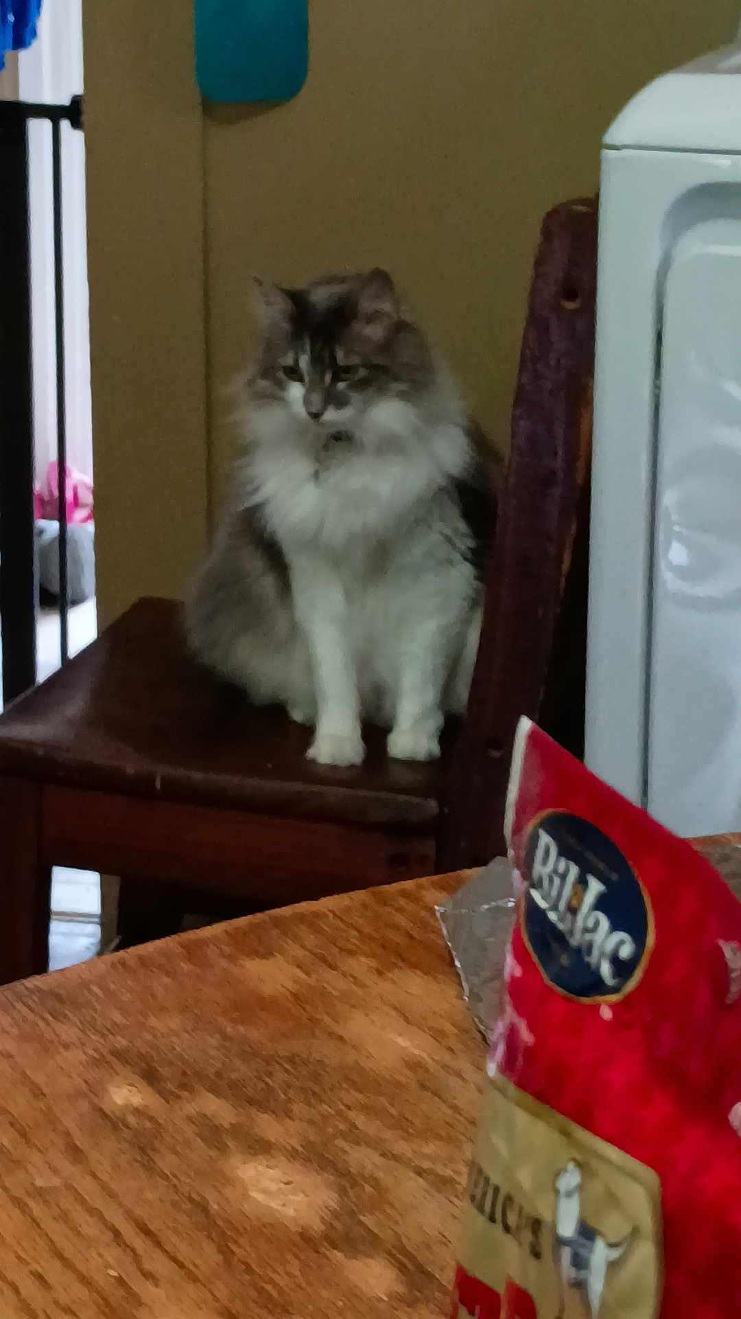 Stella joined the competition — help win amazing prizes! cat, fluffy_cat, chair, wooden_table, dog_treats, bag, indoor, pet, furniture, household, kitchen, brown, white, gray, sitting, domestic_animal, food_package, background, pet_accessory, calm