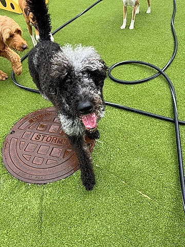 Shego Celeste Drew is registered to the contest to win money with this photo: carnivore, chair, collar, companion_dog, dog, dog_breed, dog_collar, dog_sports, flooring, fur, grass, plant, schnauzer, sporting_group, standard_schnauzer, tail, terrier, toy_dog, working_animal, working_dog