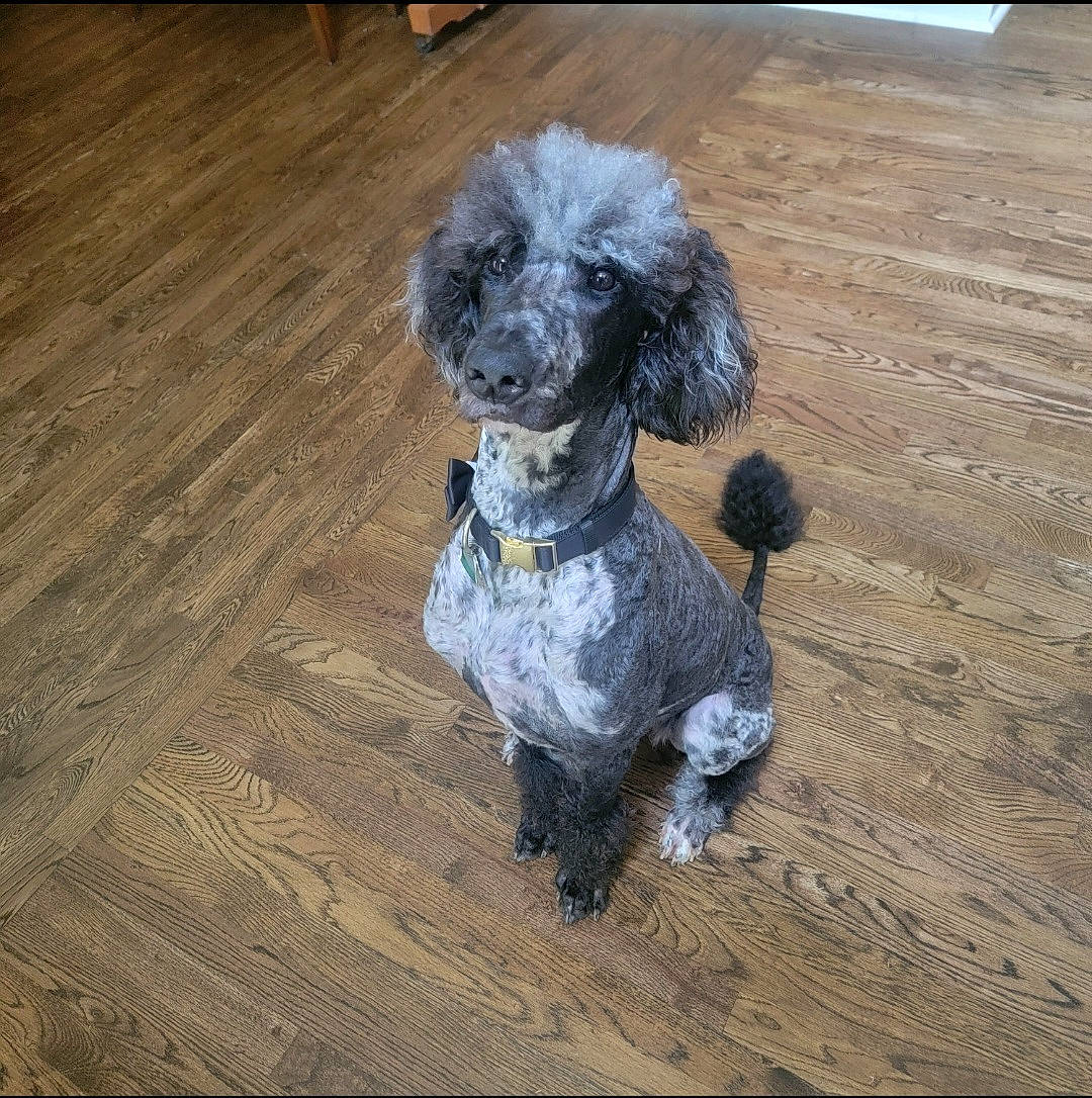 Shego Celeste Drew joined the competition — help win amazing prizes! art, carnivore, companion_dog, dog, dog_breed, dog_clothes, fawn, flooring, fur, grey, hardwood, small_terrier, snout, tail, terrier, toy, toy_dog, water_dog, wood, working_animal