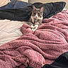 Scottie is registered to the contest to win money with this photo: animal, bed, bedroom, blanket, cat, comforter, cozy, cute, ears, eyes, feline, gray_cat, indoor, nightstand, pet, pink_blanket, portrait, sitting, whiskers, white_cat