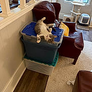 Scottie joined the competition — help win amazing prizes! animal, carpet, cat, cat_tree, eyes, gray_and_white, hardwood_floor, home, indoor, leather_chair, living_room, lying_down, pet, plastic_container, relaxed, storage_bins, tail, upside_down, whiskers, window