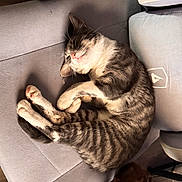 Scottie is registered to the contest to win money with this photo: cat, tabby, sleeping, chair, pet, cozy, indoor, furniture, relaxed, sunlight, animal, companion, fur, whiskers, claws, paws, domestic, cute, resting, napping