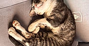 Scottie is registered to the contest to win money with this photo: animal, cat, chair, claws, companion, cozy, cute, domestic, fur, furniture, indoor, napping, paws, pet, relaxed, resting, sleeping, sunlight, tabby, whiskers