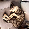 animal, cat, chair, claws, companion, cozy, cute, domestic, fur, furniture, indoor, napping, paws, pet, relaxed, resting, sleeping, sunlight, tabby, whiskers