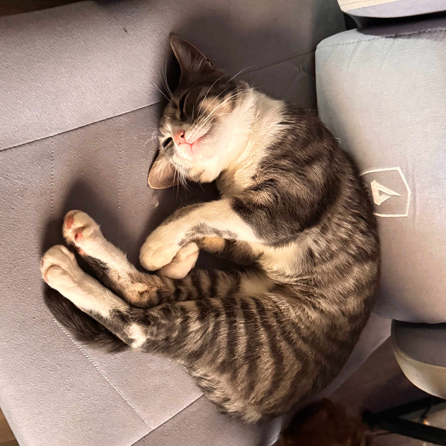 Scottie is registered to the contest to win money with this photo: cat, tabby, sleeping, chair, pet, cozy, indoor, furniture, relaxed, sunlight, animal, companion, fur, whiskers, claws, paws, domestic, cute, resting, napping