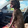 Willow joined the competition — help win amazing prizes! animal, blue_sky, brown_dog, car, clouds, collar, curly_fur, dog, happy, open_mouth, outdoor, passenger_seat, pet, pink_leash, portrait, sitting, sunny, tongue_out, travel, vehicle