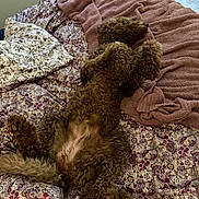 Willow joined the competition — help win amazing prizes! animal, bed, bedroom, bedspread, belly_up, blanket, brown_fur, cozy, curly_hair, dog, floral_pattern, fluffy, indoor, paws, pet, playful, portrait, relaxed, sleeping, tail