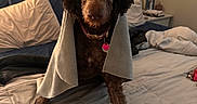 Willow joined the competition — help win amazing prizes! animal, bed, blanket, brown_dog, collar, costume, cozy, curly_fur, cute, dog, funny, furniture, home, indoor, looking_at_camera, pet, pillow, portrait, shark_hat, tag