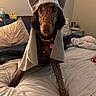 animal, bed, blanket, brown_dog, collar, costume, cozy, curly_fur, cute, dog, funny, furniture, home, indoor, looking_at_camera, pet, pillow, portrait, shark_hat, tag