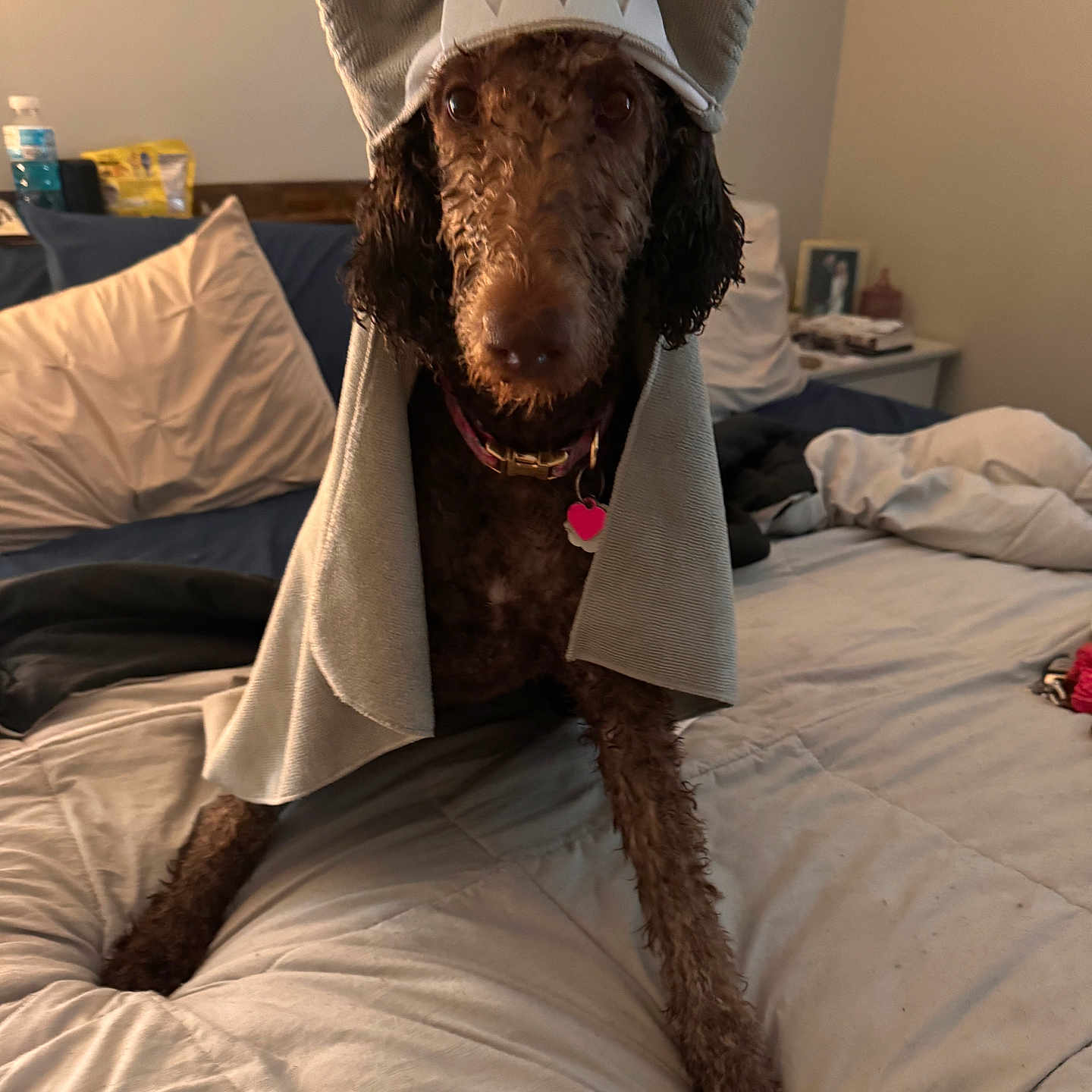 Willow joined the competition — help win amazing prizes! dog, costume, shark_hat, bed, blanket, pillow, indoor, pet, brown_dog, curly_fur, collar, tag, furniture, cute, animal, portrait, looking_at_camera, home, cozy, funny
