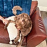 Willow is registered to the contest to win money with this photo: armchair, blue_blanket, brown_dog, carpet, cozy, curly_fur, dog, home, human_hand, indoor, leather_recliner, living_room, lounging, pet, portrait, sitting, smiling, tongue_out, white_pillow, wood_floor