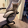 animal, cat, chair, collar, ears, feline, furniture, gaming_chair, gaming_setup, gray_cat, home, indoor, paw, pet, portrait, room, sitting, tag, whiskers, wood_floor