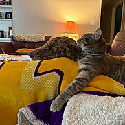 Scout joined the competition — help win amazing prizes! cat, dog, blanket, couch, lamp, living_room, cozy, pet, snuggle, indoor, fur, relax, comfort, striped_cat, curly_fur_dog, yellow_blanket, purple_blanket, soft_light, furniture, home