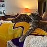 cat, dog, blanket, couch, lamp, living_room, cozy, pet, snuggle, indoor, fur, relax, comfort, striped_cat, curly_fur_dog, yellow_blanket, purple_blanket, soft_light, furniture, home