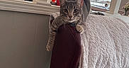 Scout is registered to the contest to win money with this photo: animal, blanket, cat, chair, cozy, curious, ears, furniture, gray_cat, home, indoor, leather, living_room, looking, paws, pet, relaxed, resting, tabby_cat, window_blinds