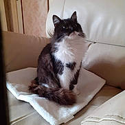 Cassius participe au concours pour gagner de l'argent avec cette photo : angora, animal, blanket, cat, chair, couch, cushion, document, furniture, homedecor, kitten, manx, person, pet, pillow, quilt, receipt, sleeping, text, towel