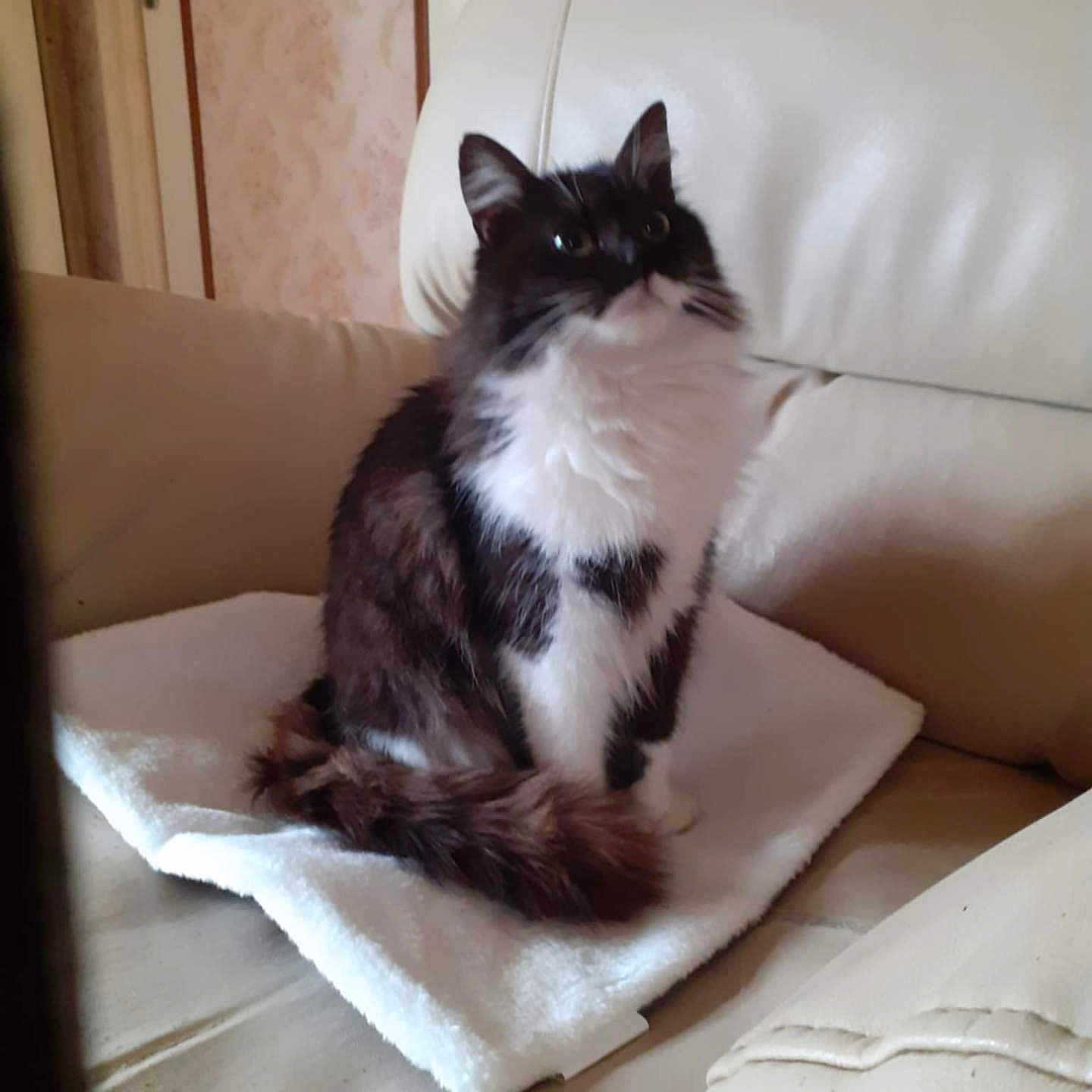 Cassius participe au concours pour gagner de l'argent avec cette photo : angora, animal, blanket, cat, chair, couch, cushion, document, furniture, homedecor, kitten, manx, person, pet, pillow, quilt, receipt, sleeping, text, towel