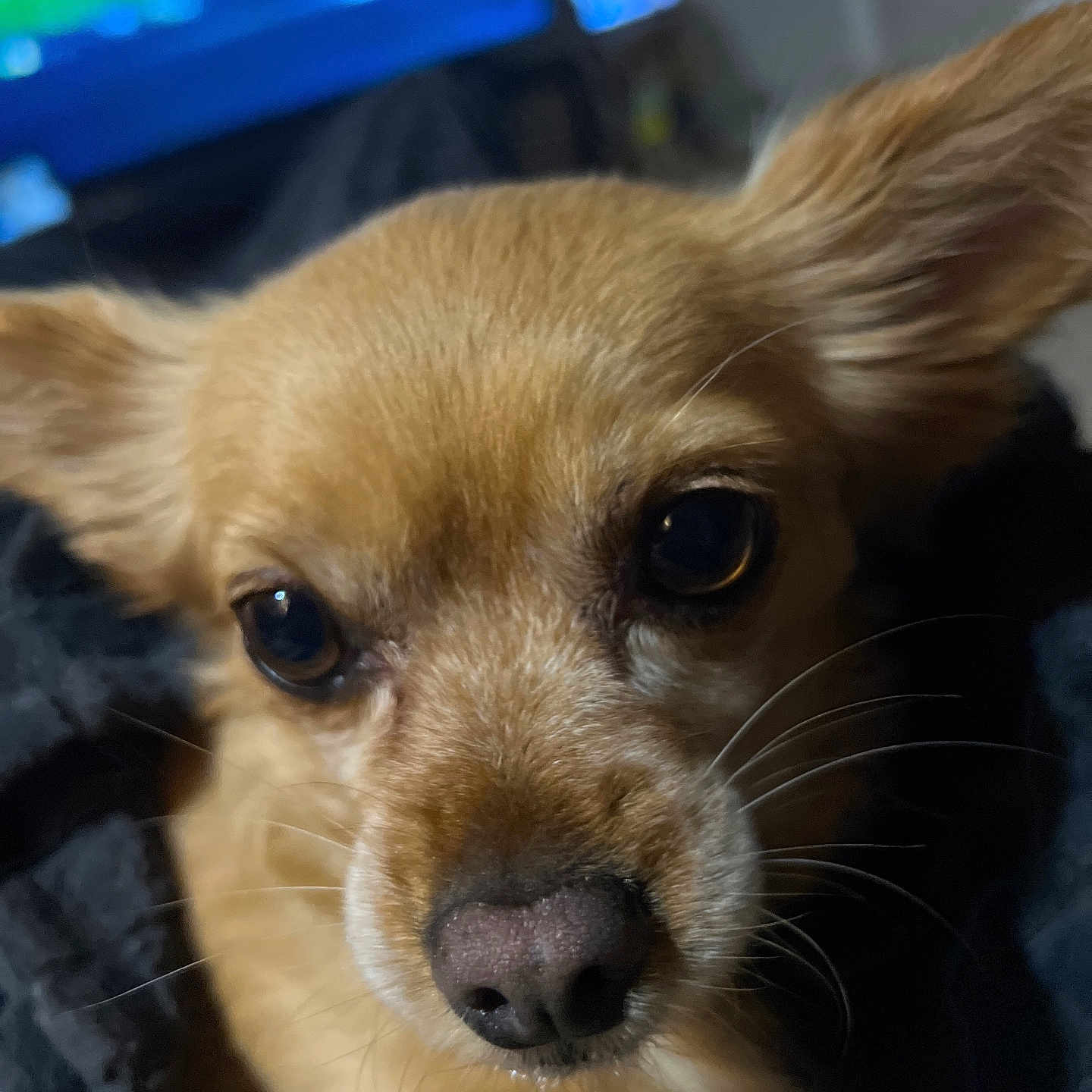 Willow joined the competition — help win amazing prizes! dog, close_up, pet, animal, cute, eyes, ears, fur, whiskers, indoor, portrait, small_dog, curious, brown_fur, nose, expression, blurred_background, domestic_animal, face, canine
