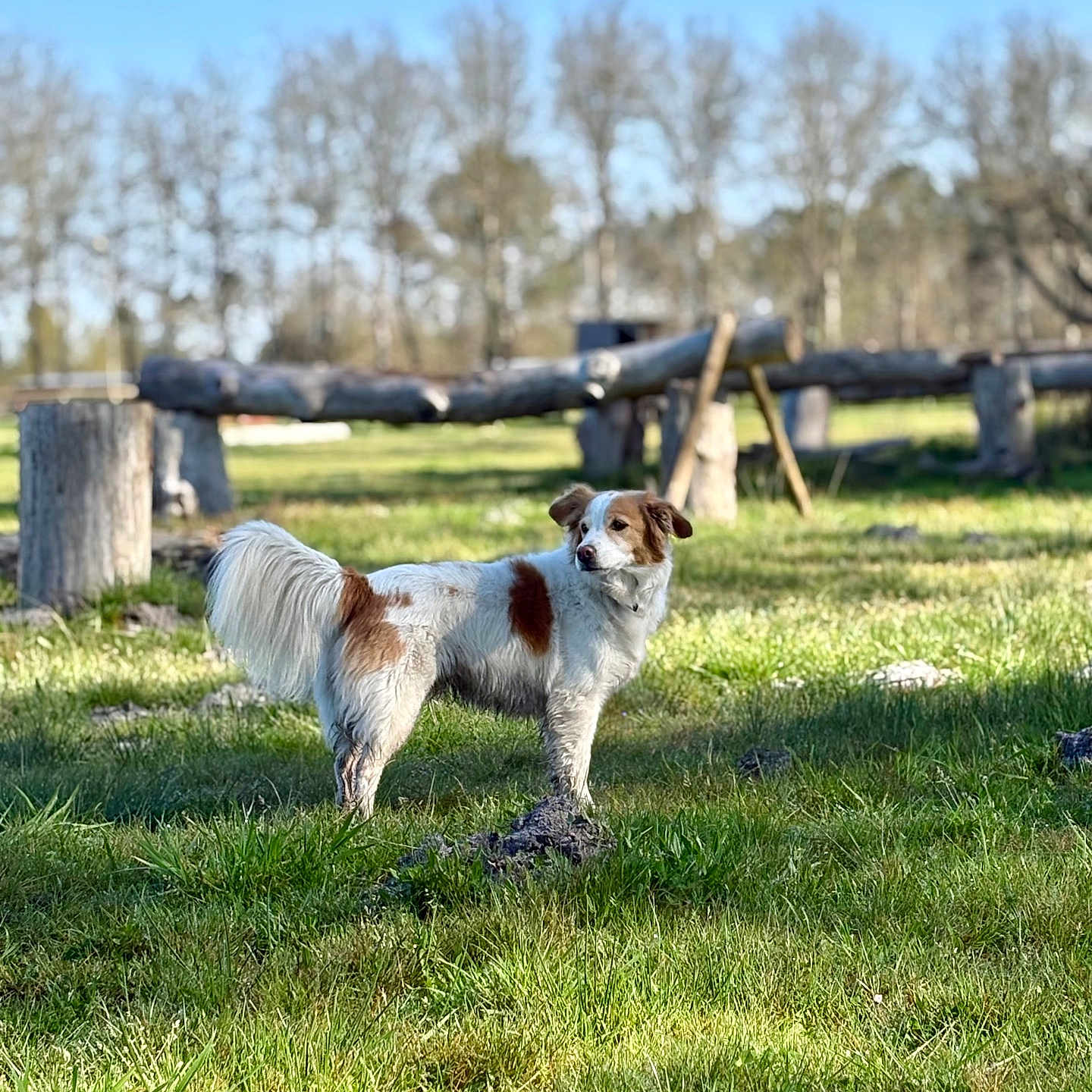 Pierson participe au concours pour gagner de l'argent avec cette photo : dog, grass, outdoor, field, tree, wood, log, nature, sunlight, blue_sky, pet, animal, canine, rural, daytime, leafless_tree, fur, standing, alert, scenery