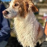 Pierson a rejoint le concours — aidez-le/la à gagner de superbes lots ! dog, wet_fur, outdoor, sunlight, animal, pet, closeup, portrait, brown_and_white, fur, looking_away, blurry_background, daylight, canine, mammal, ears, snout, nose, whiskers, companion