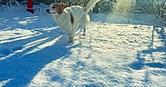 Pierson a rejoint le concours — aidez-le/la à gagner de superbes lots ! dog, snow, sunlight, winter, outdoor, trees, fire_hydrant, shadow, daylight, animal, pet, playful, nature, white, brown, yard, sunshine, cold, frost, furry
