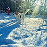 dog, snow, sunlight, winter, outdoor, trees, fire_hydrant, shadow, daylight, animal, pet, playful, nature, white, brown, yard, sunshine, cold, frost, furry