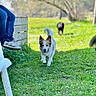 Pierson participe au concours pour gagner de l'argent avec cette photo : dog, grass, outdoor, person, bench, tree, sunlight, path, nature, happy, animal, walking, blurred_background, greenery, casual_clothing, footwear, daytime, park, pet, canine