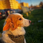 Pierson a rejoint le concours — aidez-le/la à gagner de superbes lots ! dog, animal, pet, bandana, outdoor, grass, portrait, side_profile, urban, sunlight, golden_hour, blurred_background, canine, fur, ears, collar, nature, daylight, cute, looking_away
