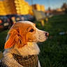 dog, animal, pet, bandana, outdoor, grass, portrait, side_profile, urban, sunlight, golden_hour, blurred_background, canine, fur, ears, collar, nature, daylight, cute, looking_away