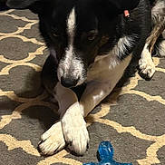 Ace Farmer is registered to the contest to win money with this photo: dog, black_and_white, paws, crossed_paws, carpet, rug, toy, blue_toy, indoor, pet, animal, canine, fur, floor, resting, looking_down, home, domestic, mammal, plaything