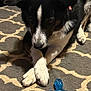 dog, black_and_white, paws, crossed_paws, carpet, rug, toy, blue_toy, indoor, pet, animal, canine, fur, floor, resting, looking_down, home, domestic, mammal, plaything